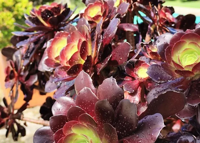 Casa Dos Picoutos Al